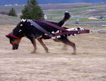 Australian Cattle Dog - Weight Pulling